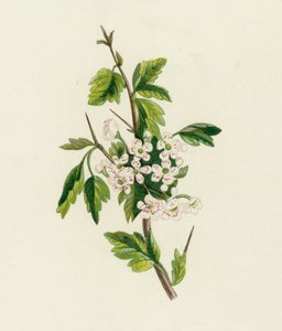 Hloh, Crataegus Oxyacantha od English School