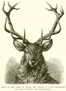 Head of Red Deer, ve které je plně vyvinut Paroh a zmizel Velvet od English School