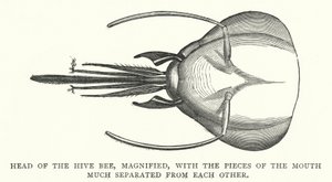 Head of the Hive Bee, zvětšený, s kousky úst hodně oddělenými od sebe (rytina) od English School
