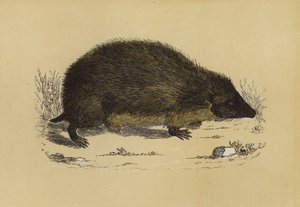 Hedge-Hog (barevné lito) od English School