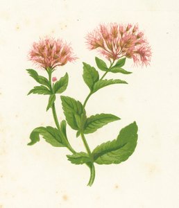 Řepík konopný, Eupatorium Cannabinum od English School