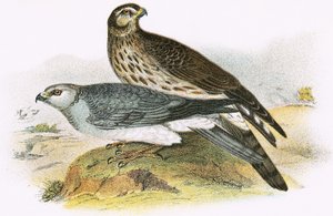 Hen Harrier od English School