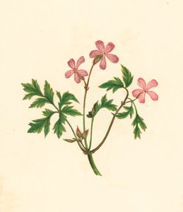 Herb Robert, Geranium Robertianum (barevná litografie) od English School