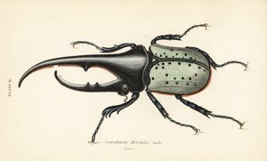 Hercules brouk, samec, Dynastes hercules, Scarabaeus hercules od English School