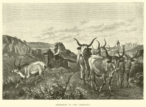 Hirte in der Campagna von English School