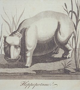 Hippopotamus z The Gentlemans Magazine, publikovaný v prosinci 1772 od English School
