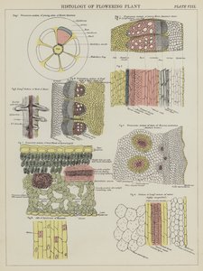 Histologie kvetoucí rostliny (barva litho) od English School