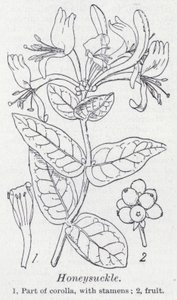 Zimolez (litho) od English School