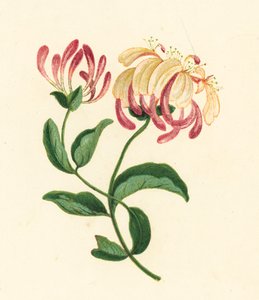 Zimolez, Lonicera Periclymenum (barevná litografie) od English School