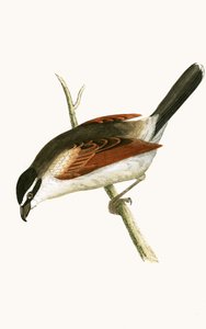 Hooded Shrike, ilustrace z „Historie ptáků Evropy nepozorovaných na Britských ostrovech“ od Charlese Roberta Bree (1811-86), vydáno 1867 od English School