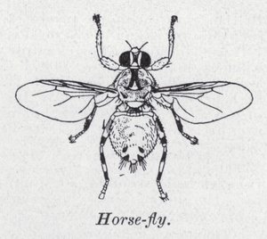 Moucha (litho) od English School