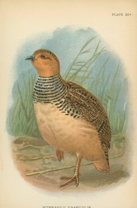 Hubbardův Francolin od English School