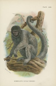 Opice Humboldts Woolly Monkey od English School