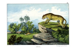 Lov na leoparda od English School
