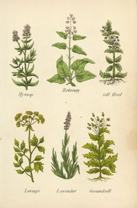 Yzop, Betoney, Self Heal, Lovage, Levandule, Groundsell (barevná litografie) od English School