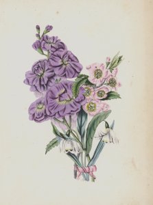 Ilustrace pro album Moss Rose (barevná litografie) od English School