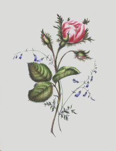 Ilustrace k albu Moss Rose od English School