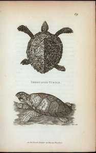 Imbricated Turtle, ze „Zoologických přednášek přednesených v Královské instituci v letech 1806 a 1807“ od George Shawa od English School