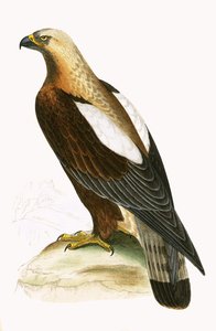 Imperial Eagle, ilustrace z „Historie ptáků Evropy nepozorovaných na Britských ostrovech“ od Charlese Roberta Bree (1811-86), vydáno 1867 od English School