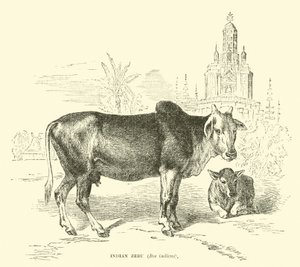 Indiáni zebu, šéf indicus od English School