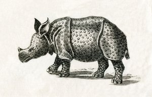 Nosorožec indický nebo větší nosorožec jednorohý, Rhinoceros unicornis, z tisku (rytina) z 18. století od English School