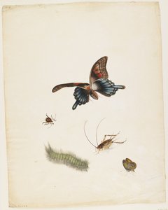 Hmyz, c.1805 (černý inkoust, wc a grafit na papíře) od English School