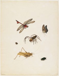 Hmyz, c.1805 (inkoust, wc a grafit na papíře)