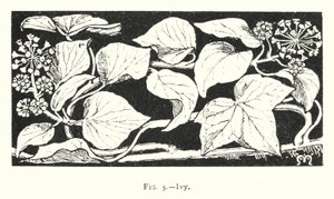 Ivy (rytina) od English School