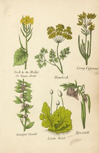 Jack by the Hedge Or Sauce Alone, Hemlockus, Long Cyperus, Juniper Shrub, Liver Wort, Hyacinth (barevná litografie) od English School