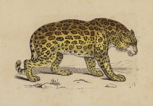 Jaguar (barva lito) od English School