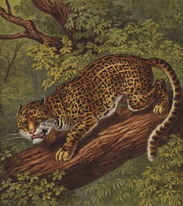 Jaguar (barva lito) od English School