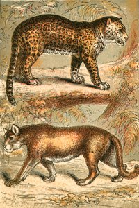 Jaguar a Puma od English School