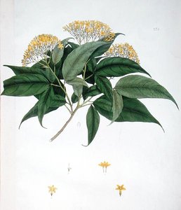 Jasminum Heterophyllum (barevné lito) od English School