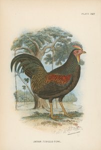 Javan Jungle-Fowl od English School