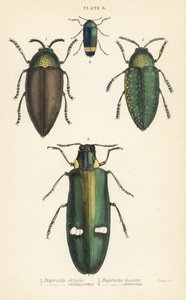 Klenotníci: Buprestis chrysis 1, Buprestis sternicornis 2 od English School