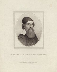 Johannes Tradescantus Pater od English School