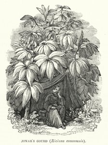 Jonášova tykev, Ricinus communis (rytina) od English School