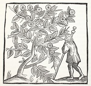 Joseph of Arimathea and the Glastonbury Thorn, ilustrace z Chap-books of the Eighteenth Century od Johna Ashtona, pub. 1882 od English School