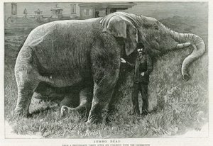 Jumbo, mrtvý od English School