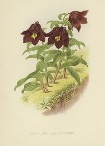 Kamčatský fritillary neboli kamčatská lilie od English School