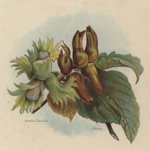 Kentish Cob-nuts, Filberts od English School