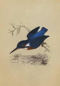 Kingfisher (barevná litografie) od English School
