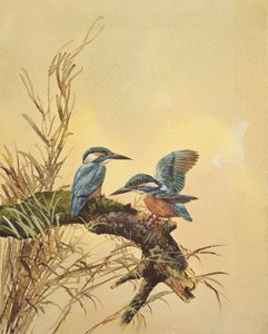 Kingfishers, cca 1890 (wc na papíře) od English School