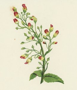 Fíkovník uzlovitý, Scrophularia Nodosa (barevná litografie) od English School