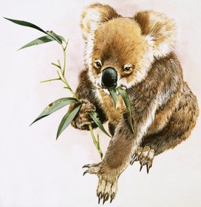 Koala od English School