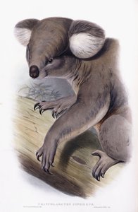 Koala - Phascolarctos cinereus, 1845-1863 od English School