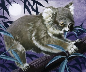 Koala v gumovníku od English School