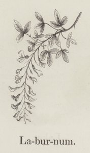 Laburnum (rytina) od English School