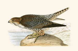 Lanner Falcon, ilustrace z „Historie ptáků Evropy nepozorovaných na Britských ostrovech“ od Charlese Roberta Bree (1811-86), vydáno 1867