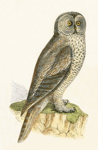 Lap Owl, ilustrace z „Historie ptáků Evropy nepozorovaných na Britských ostrovech“ od Charlese Roberta Bree (1811-86), vydáno 1867 od English School